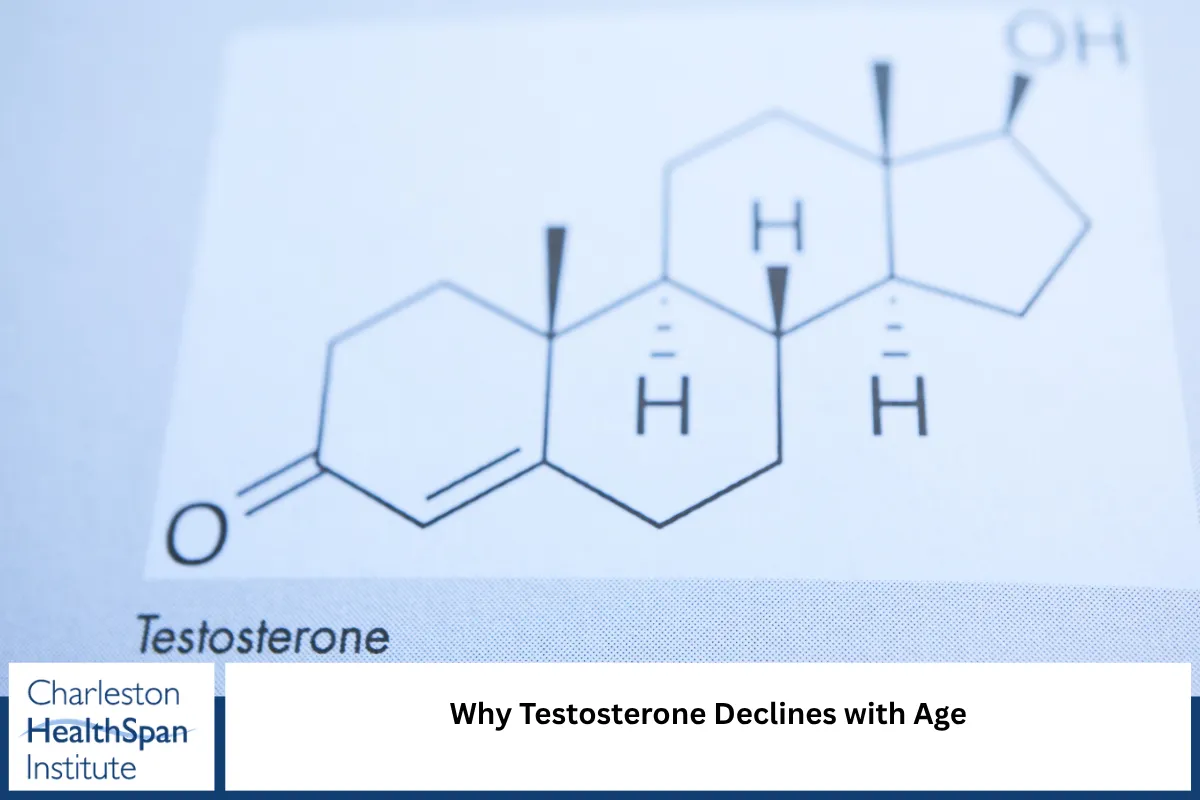 Why Testosterone Declines with Age