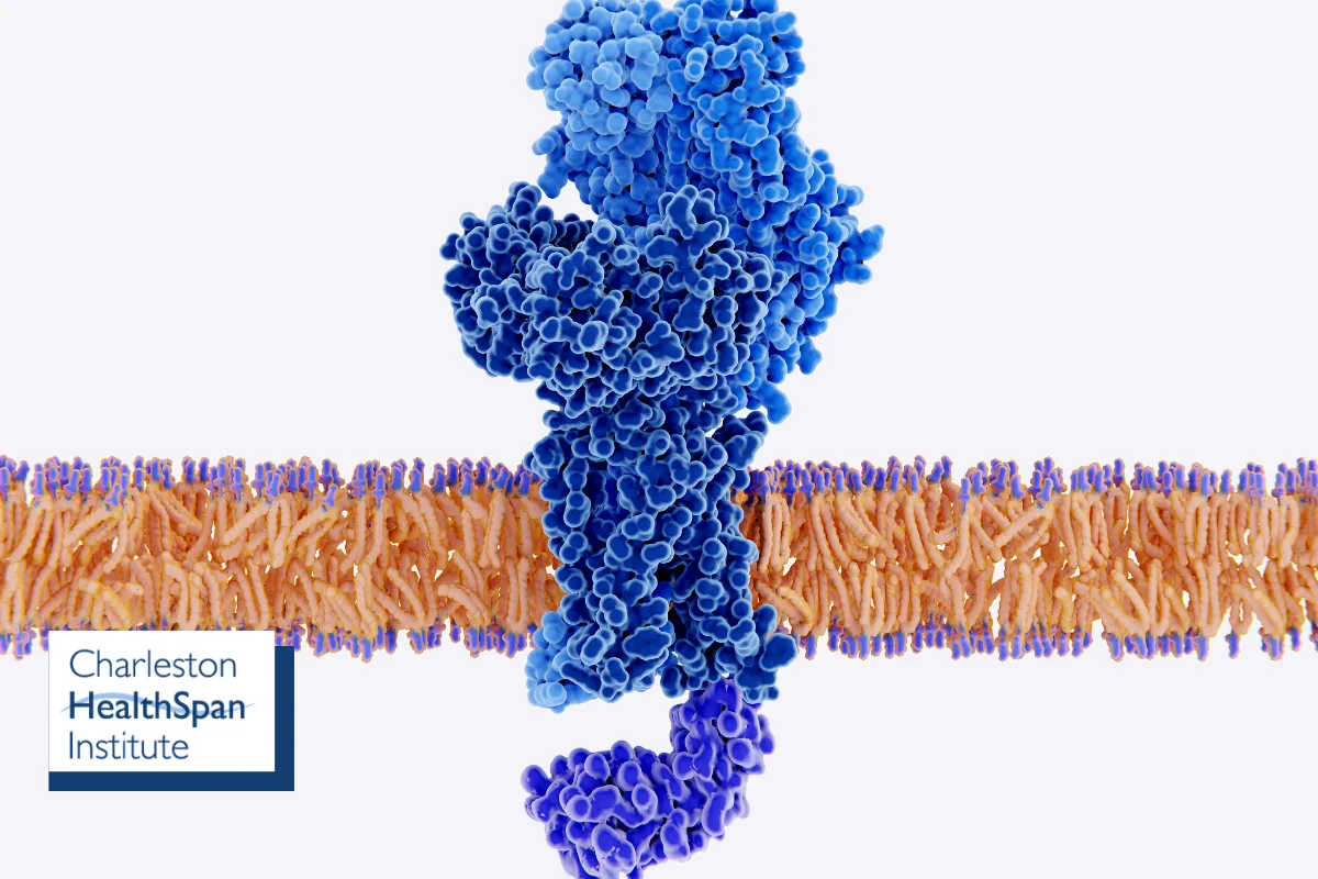 Where Peptides Fit: Targeting Insulin Resistance Through Cellular Signaling